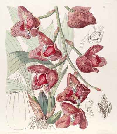 Acineta superba (as syn. Peristeria humboldtii) av Miss Drake